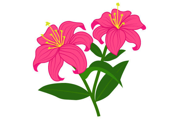 Pink Jasmine Flower Illustration Graphics and Illustrations